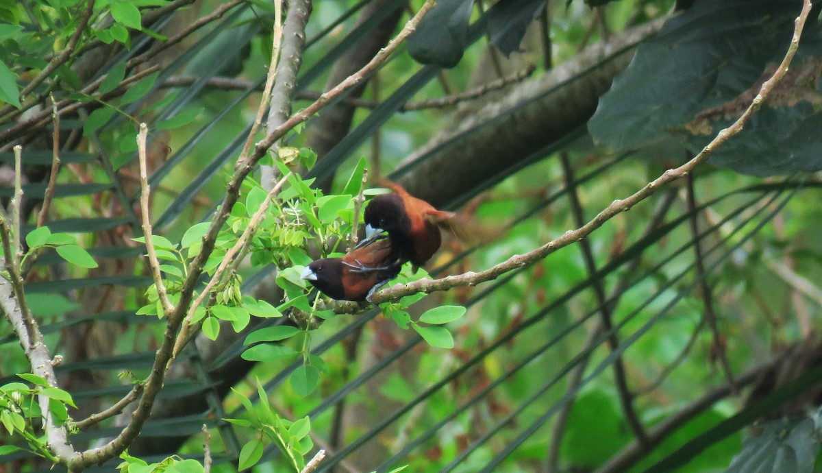 Capucin à tête noire - ML645058829