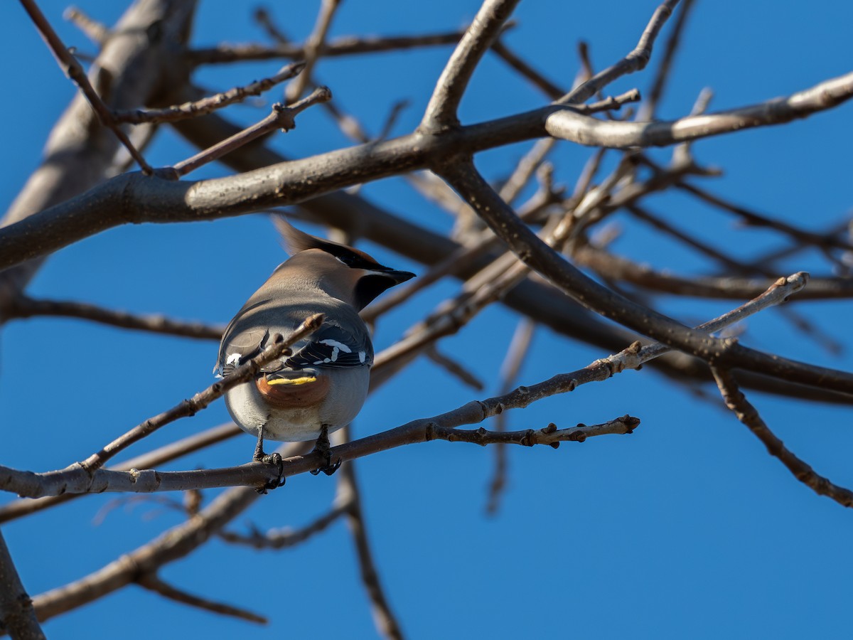 キレンジャク - ML645058832