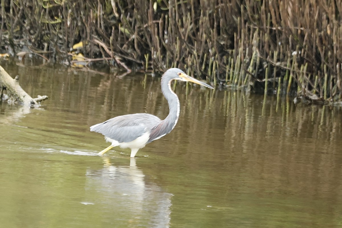 サンショクサギ - ML645058838