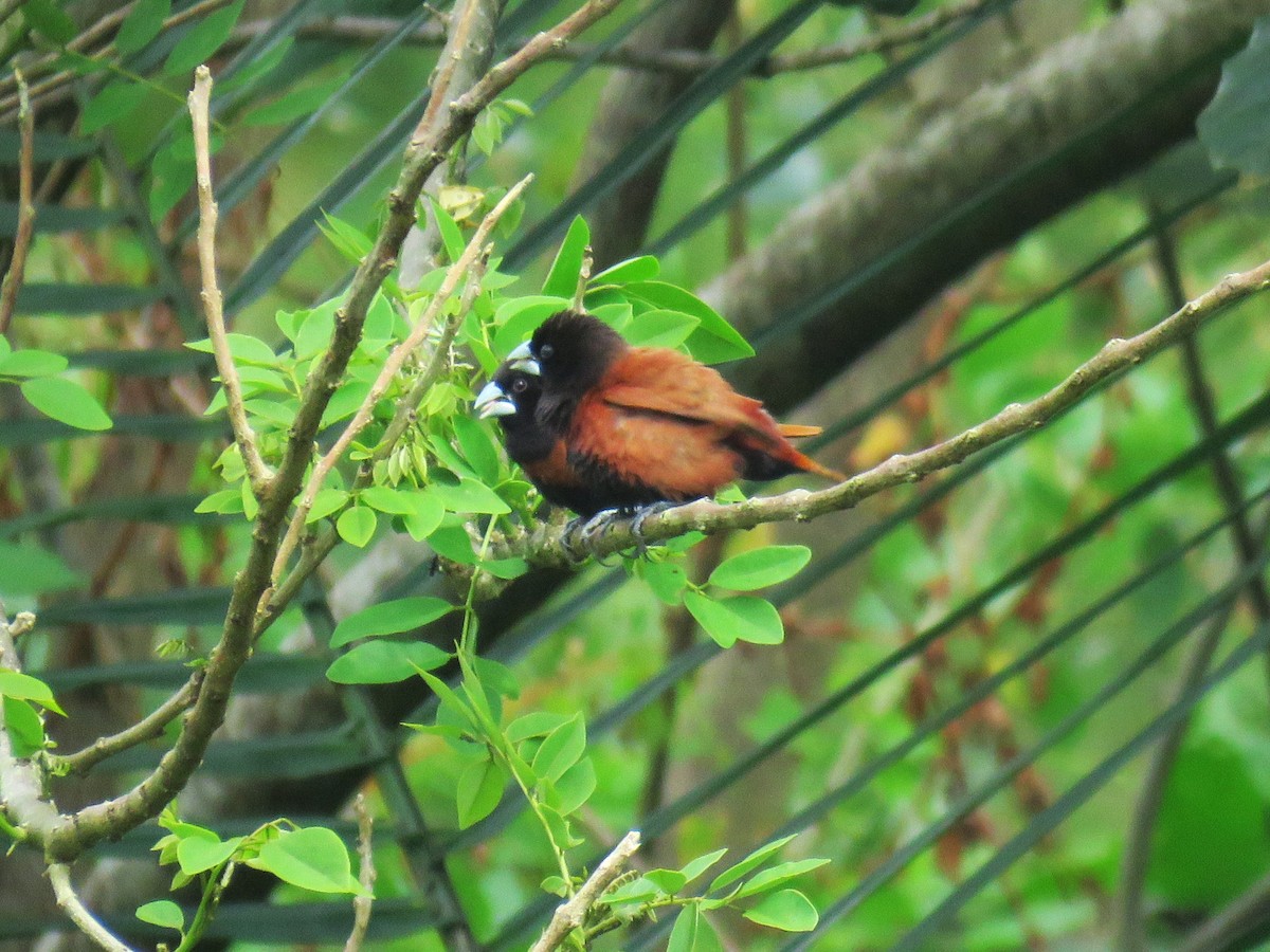 Capucin à tête noire - ML645058840