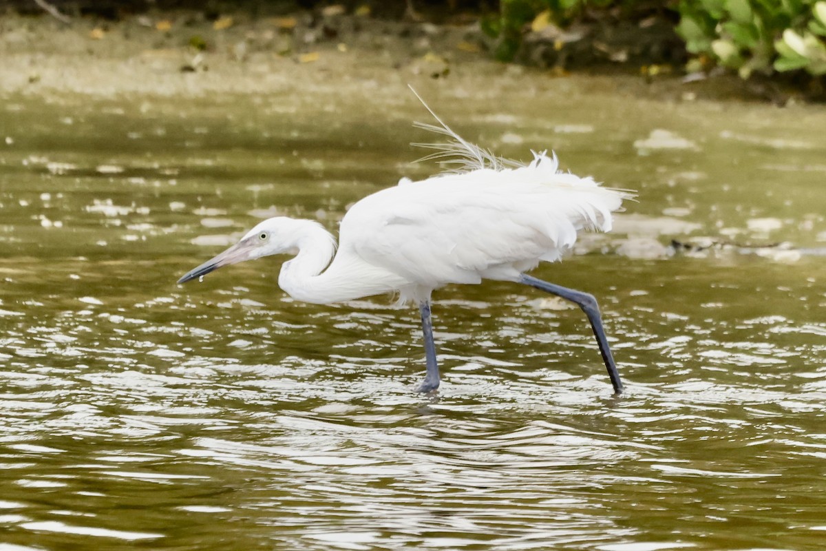 アカクロサギ - ML645058843