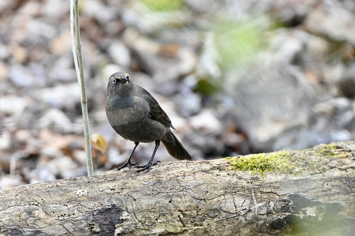 Ржавчатый трупиал - ML645058858