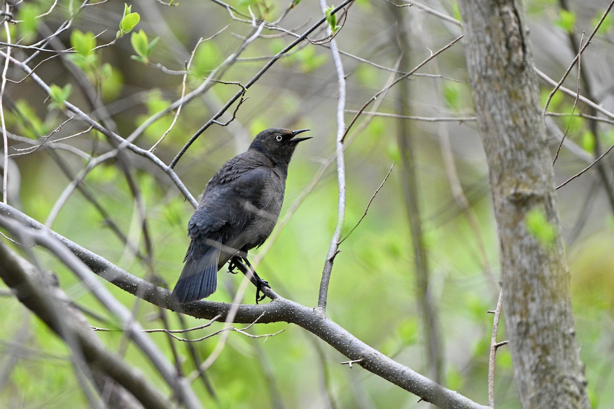 Ржавчатый трупиал - ML645058859