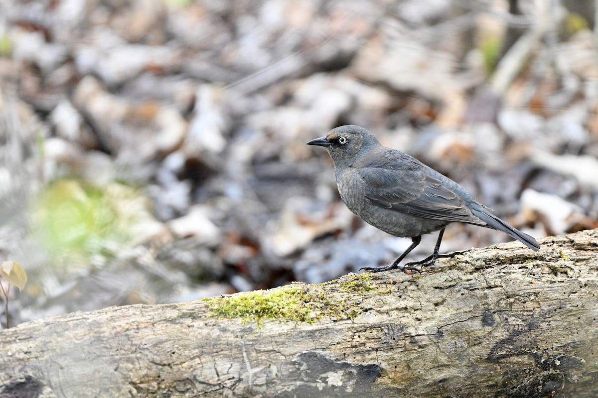 Ржавчатый трупиал - ML645058860