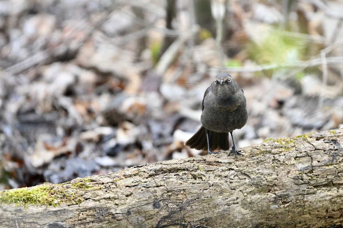 Ржавчатый трупиал - ML645058861