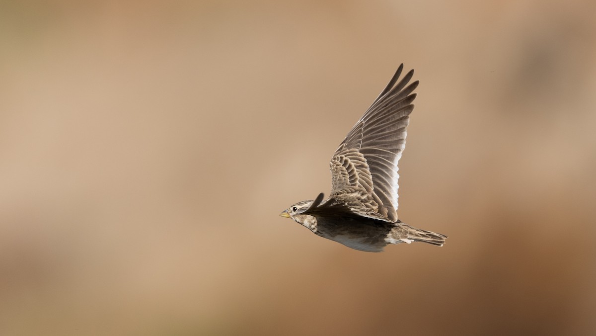 עפרוני ענק - ML645058863