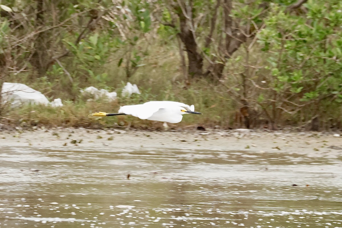 Снежная цапля - ML645058869