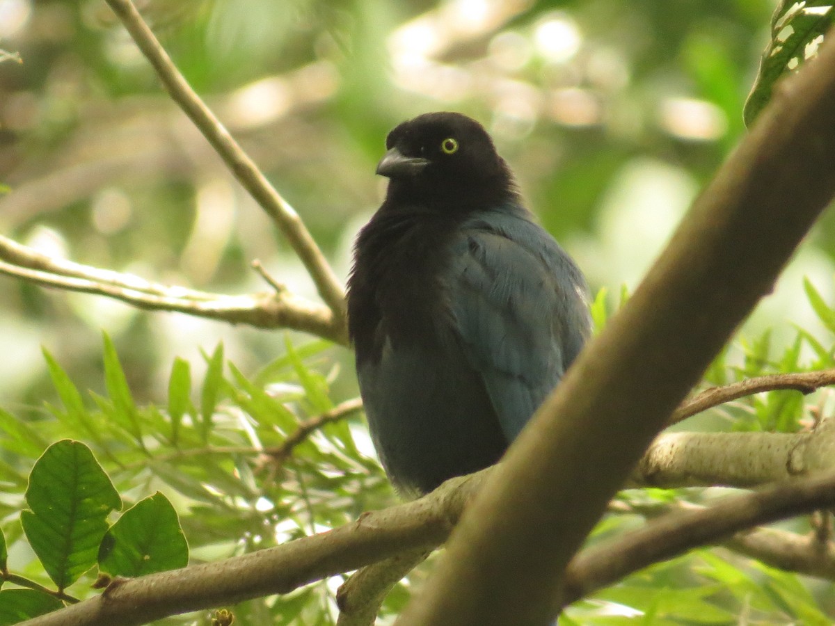 Bushy-crested Jay - ML645058872
