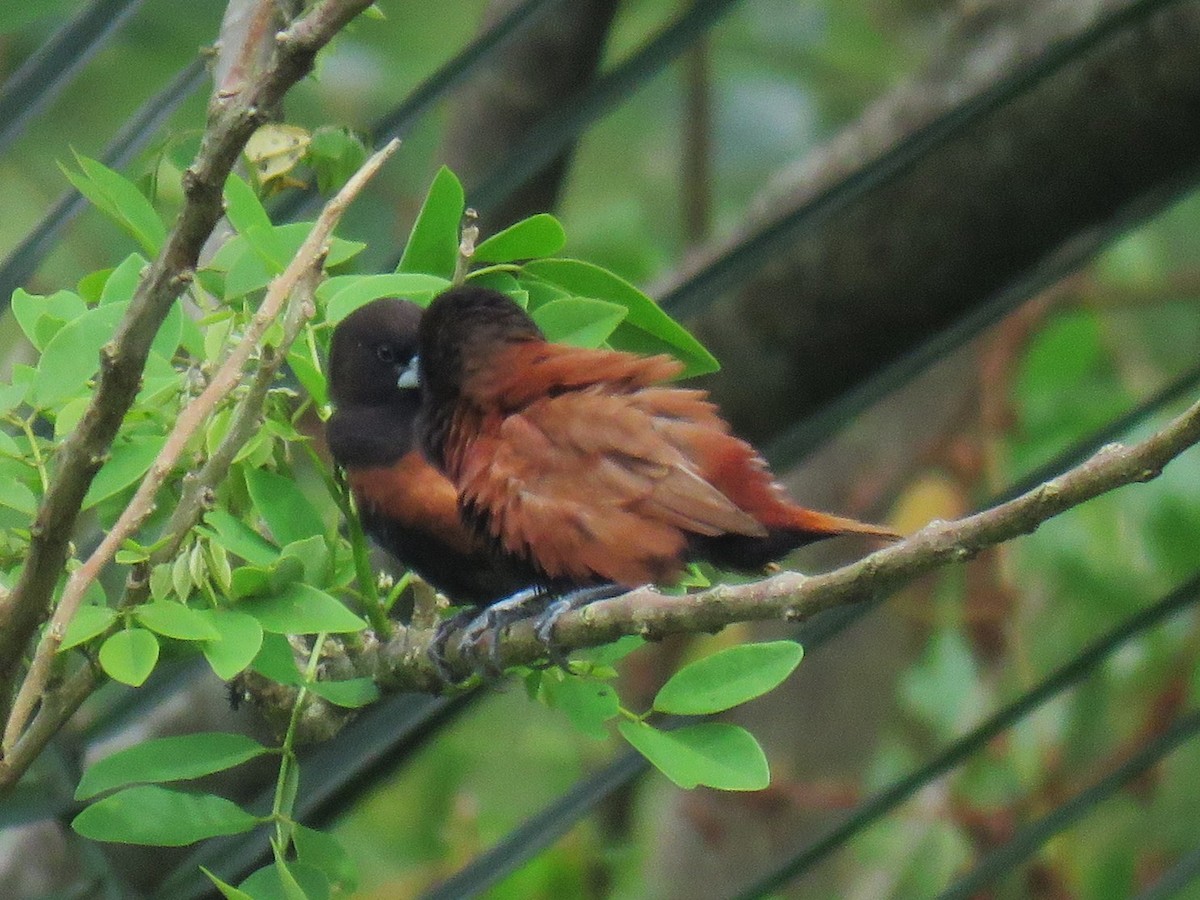 Capucin à tête noire - ML645058873
