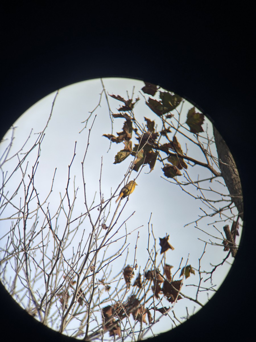 Summer Tanager - ML645058877