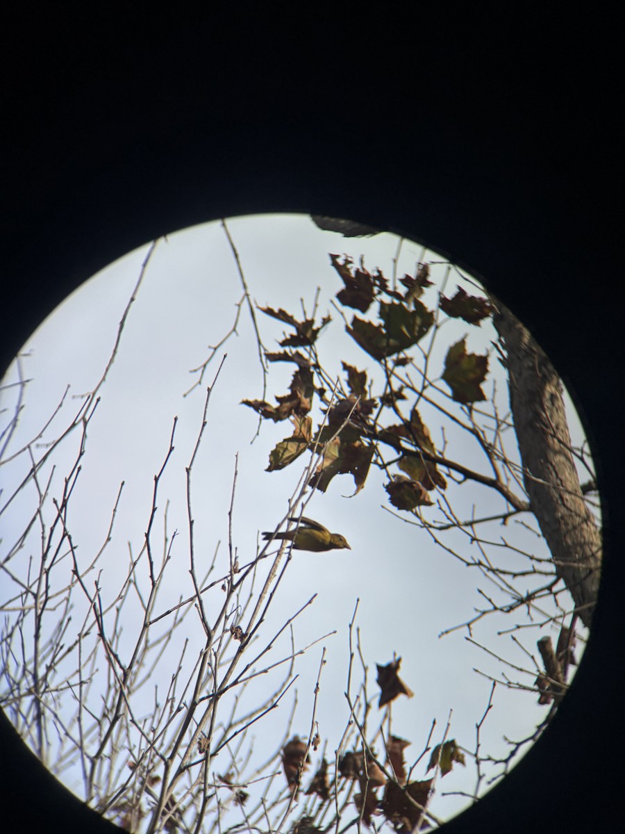 Summer Tanager - ML645058878