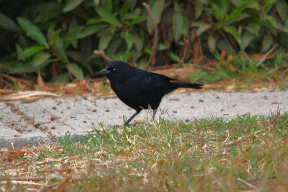 Austral Blackbird - ML645058882