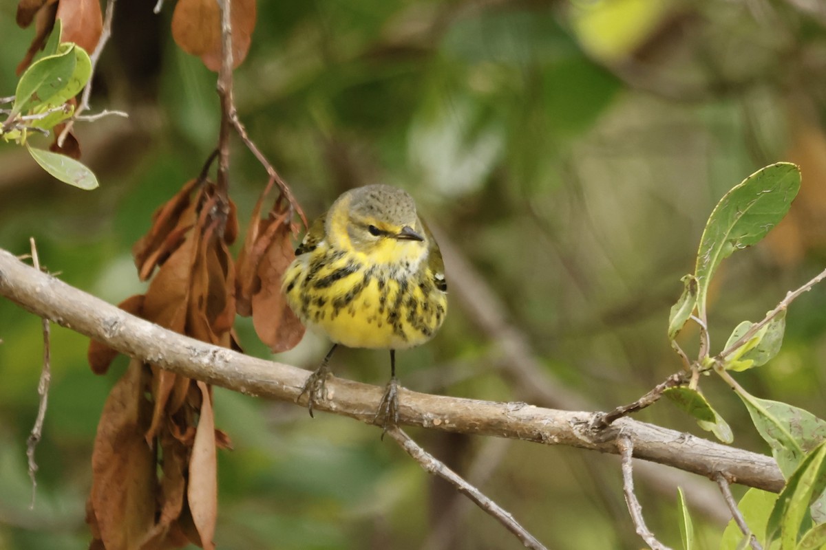 Тигровая древесница - ML645058890