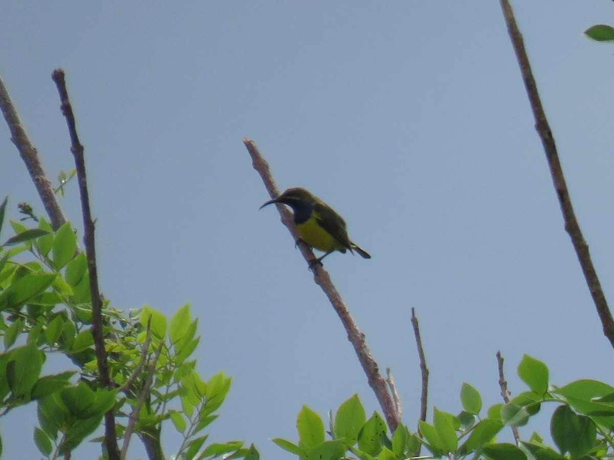 Sahul Sunbird - ML645058892