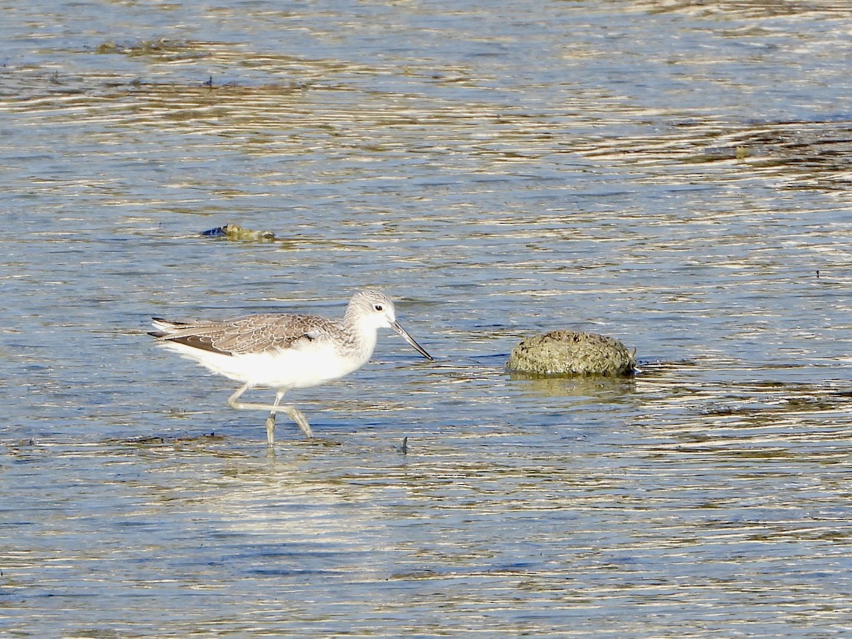 Common Greenshank - ML645058896