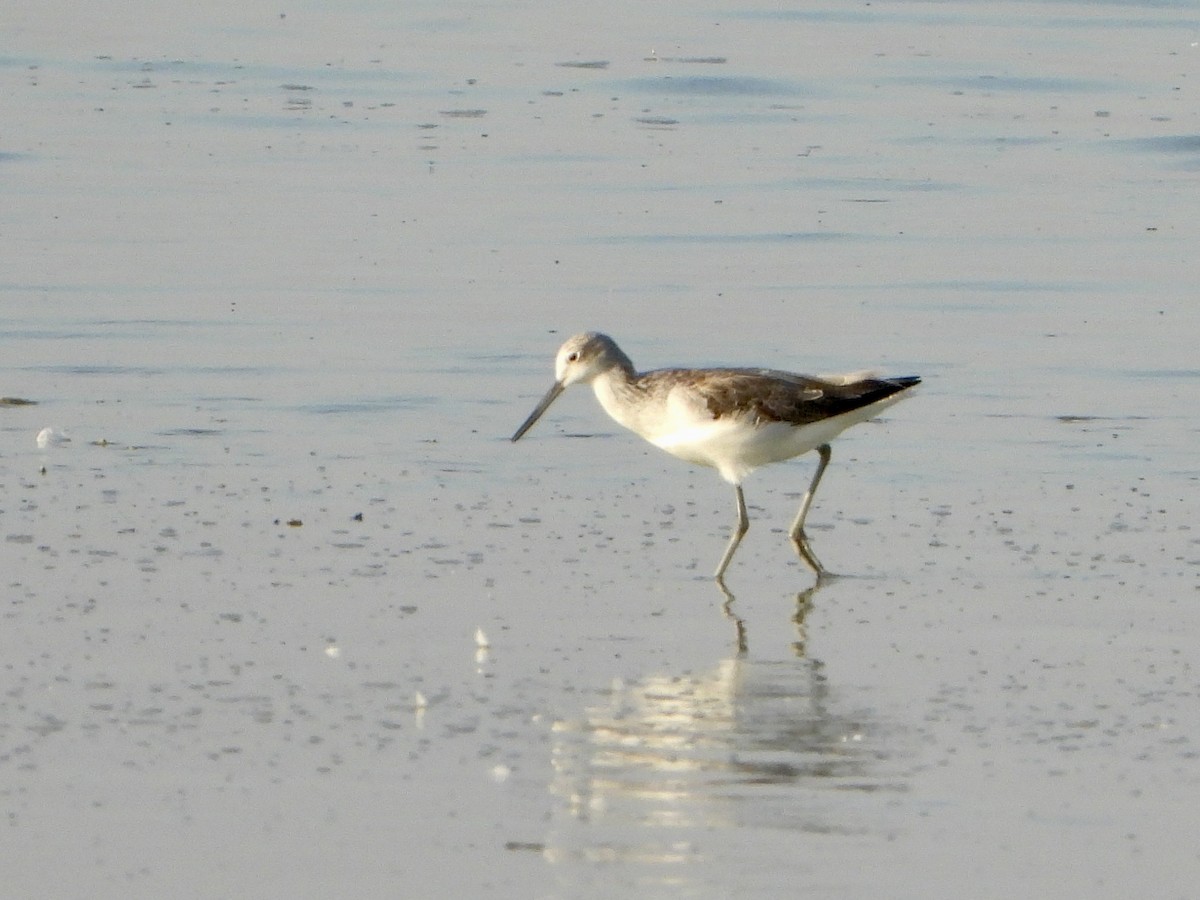 Common Greenshank - ML645058897