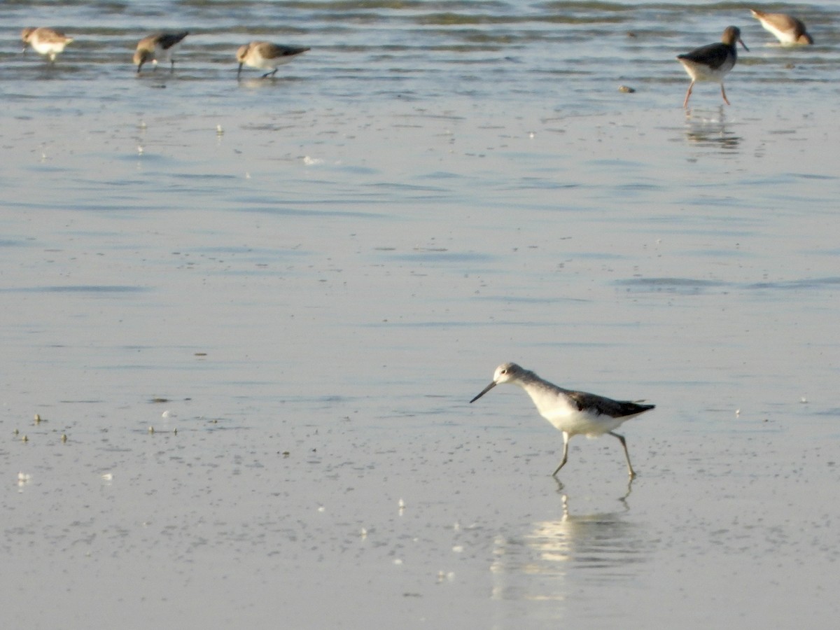Common Greenshank - ML645058898