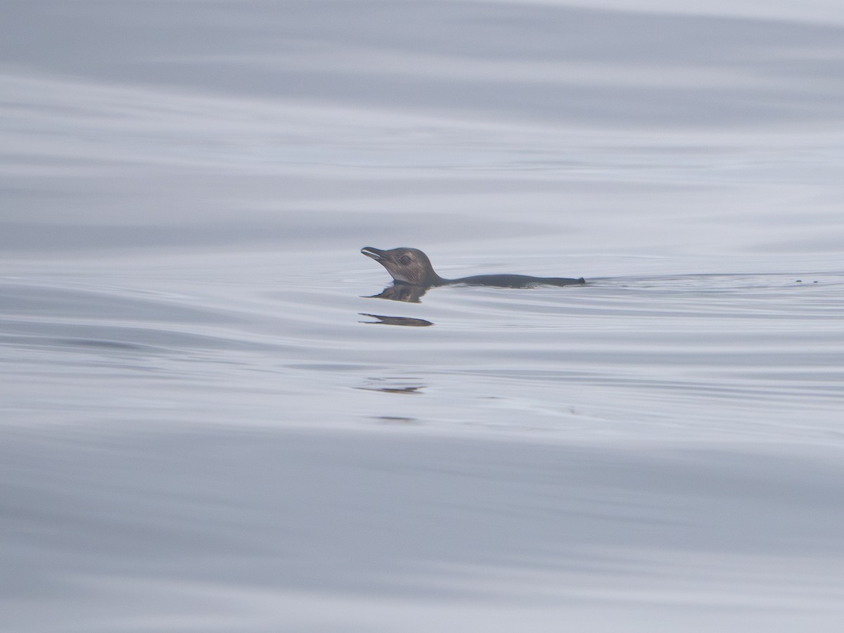 Little Penguin - ML645058902