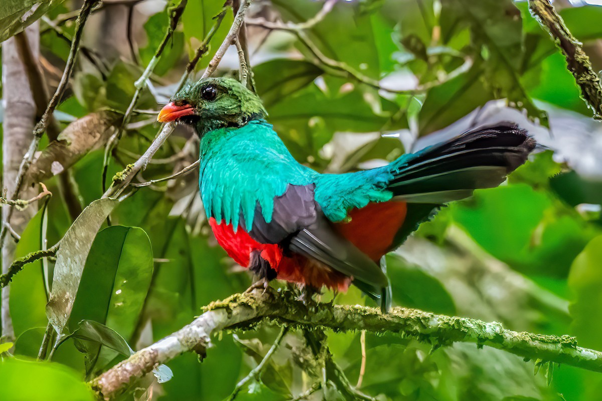 Pavonine Quetzal - ML645058904