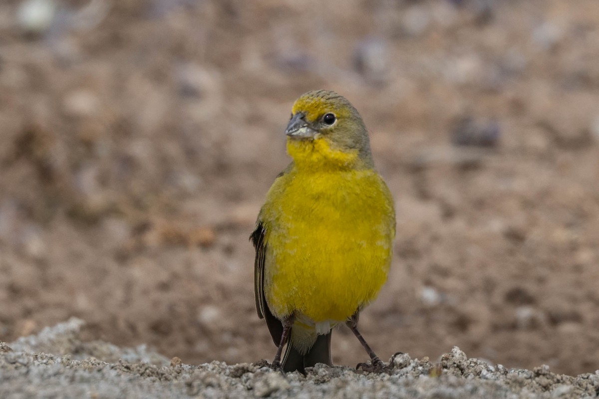 Kurzschnabel-Gilbtangare - ML645058906