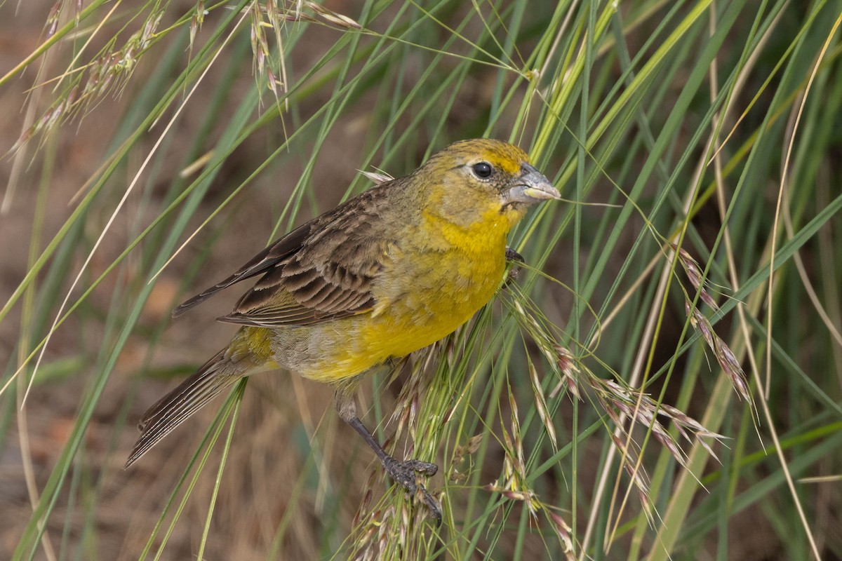 Kurzschnabel-Gilbtangare - ML645058907