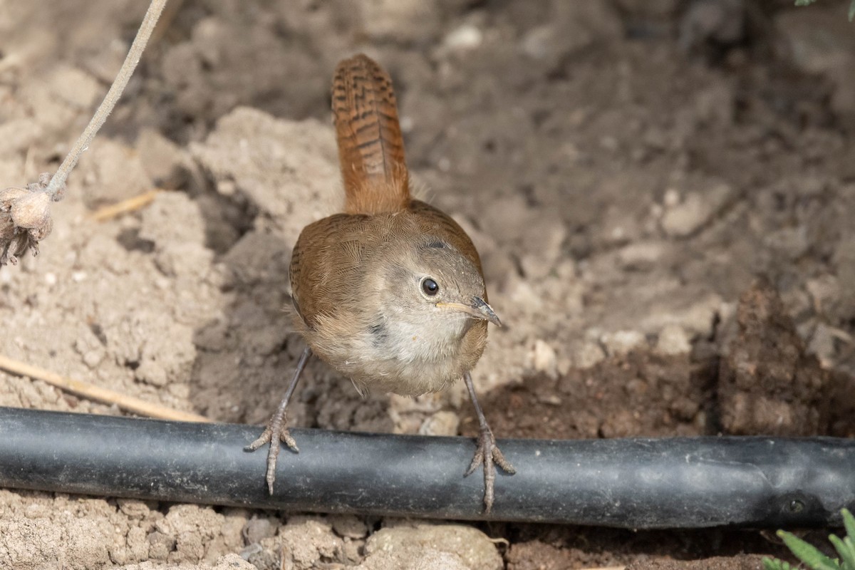 Southern House Wren - ML645058911