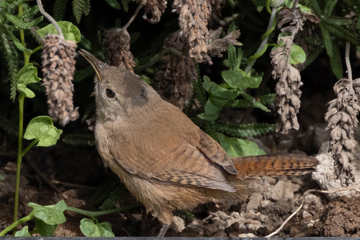 Southern House Wren - ML645058912