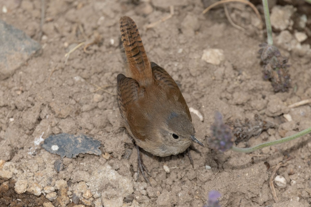 Southern House Wren - ML645058913