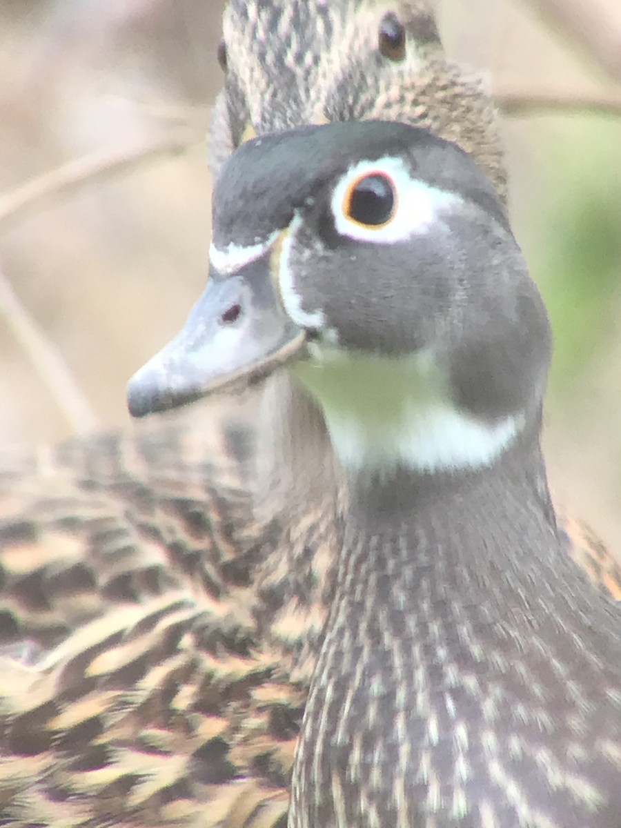 美洲鴛鴦 - ML645058914