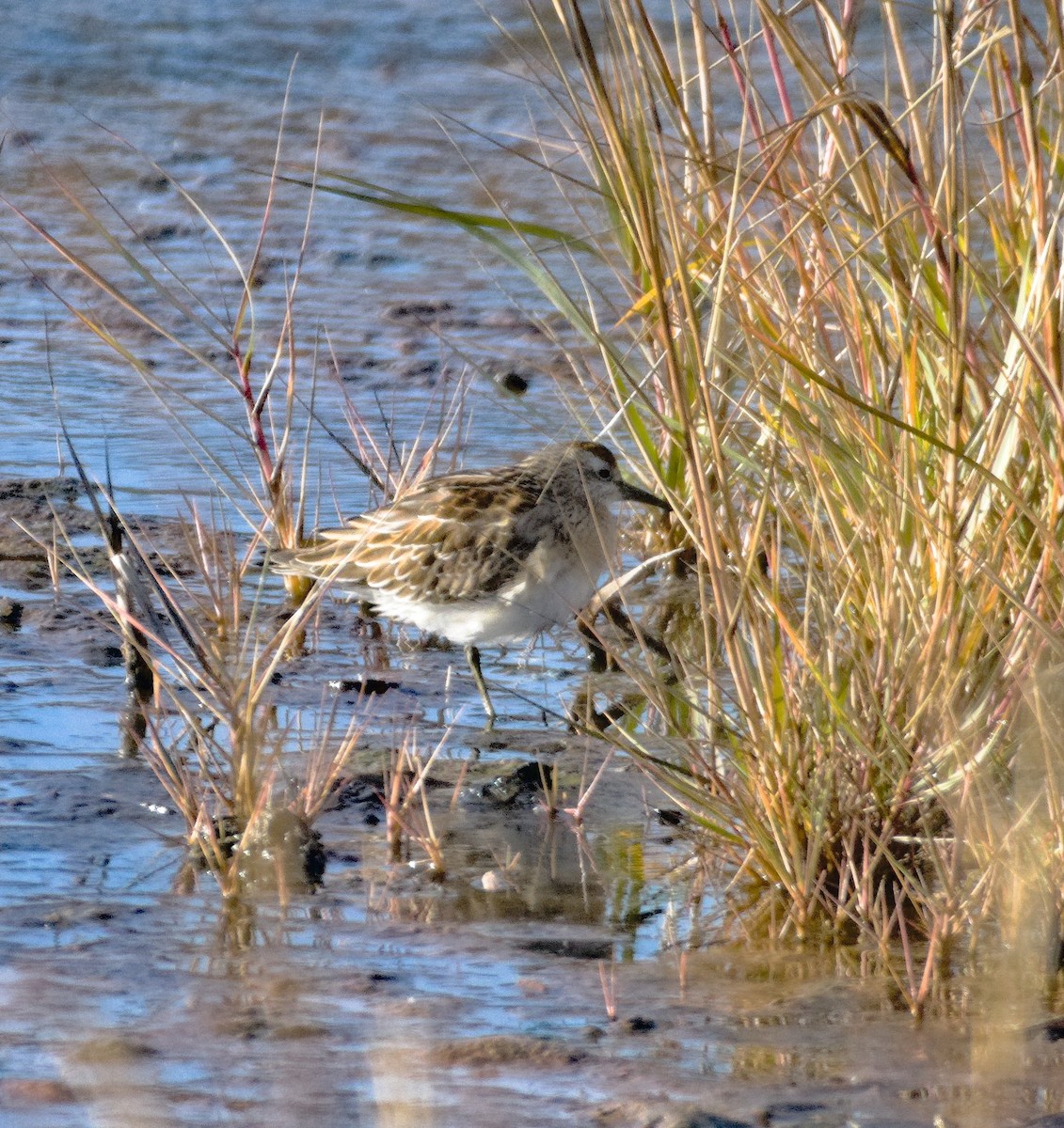 Sharp-tailed Sandpiper - ML645058918