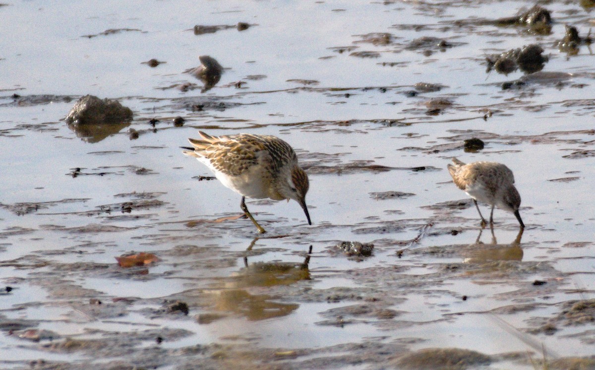 Sharp-tailed Sandpiper - ML645058919