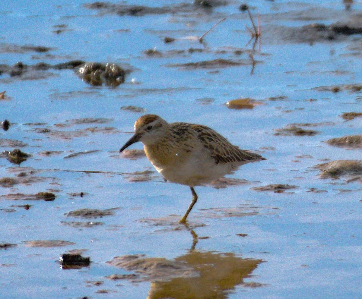 Sharp-tailed Sandpiper - ML645058920