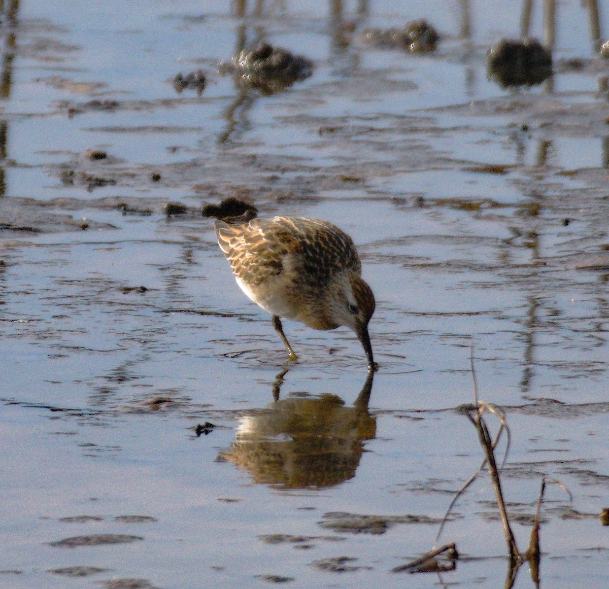 Sharp-tailed Sandpiper - ML645058921