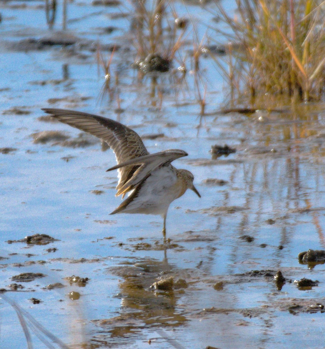 Sharp-tailed Sandpiper - ML645058922
