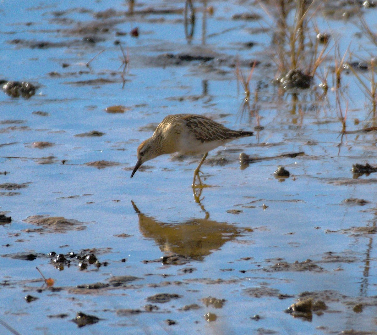 Sharp-tailed Sandpiper - ML645058923