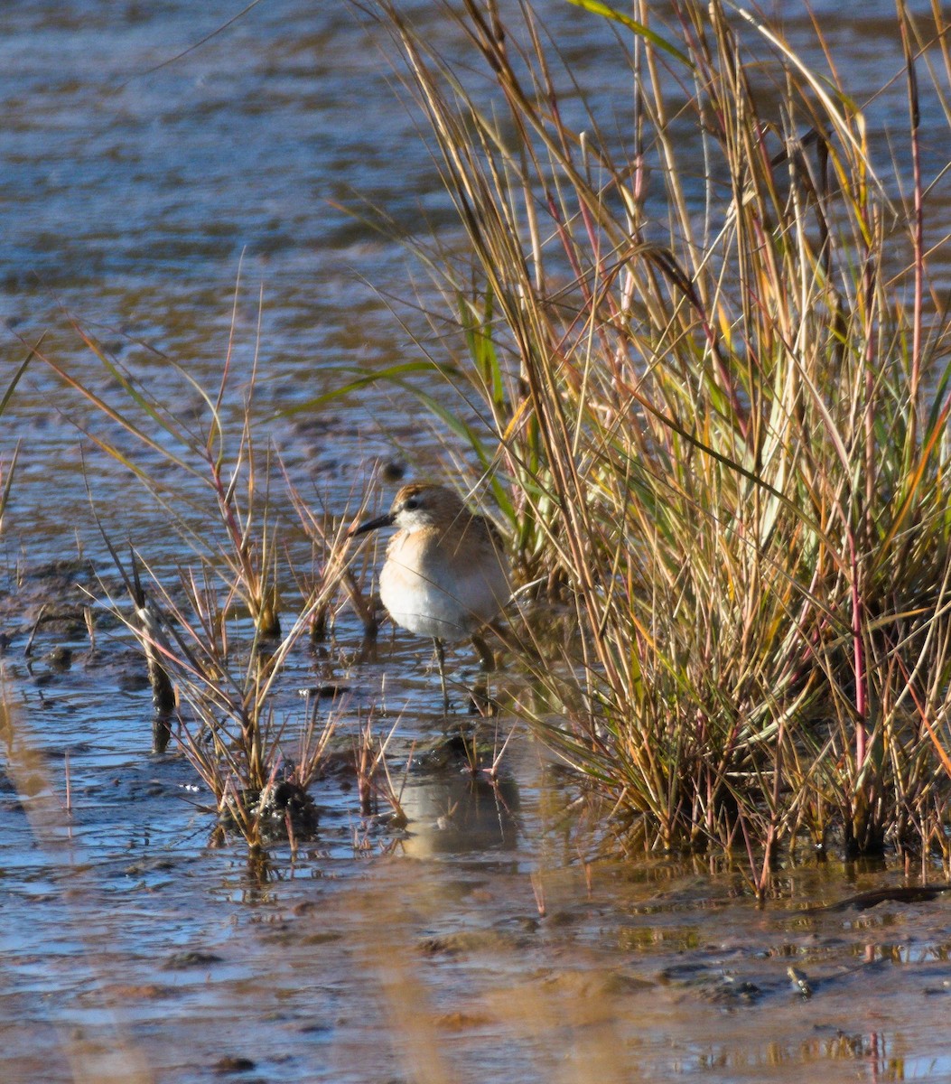 Sharp-tailed Sandpiper - ML645058924