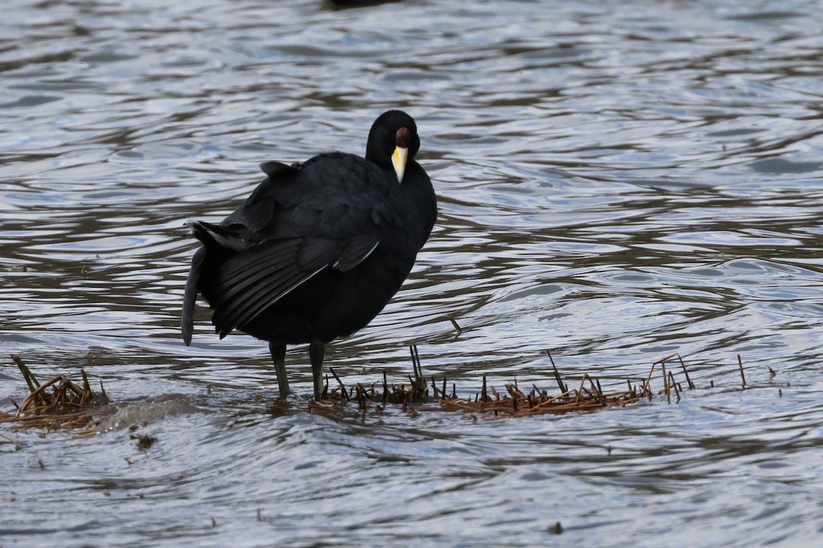 Slate-colored Coot - ML645058936