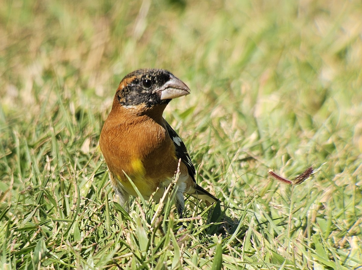 Black-headed Grosbeak - ML645058938