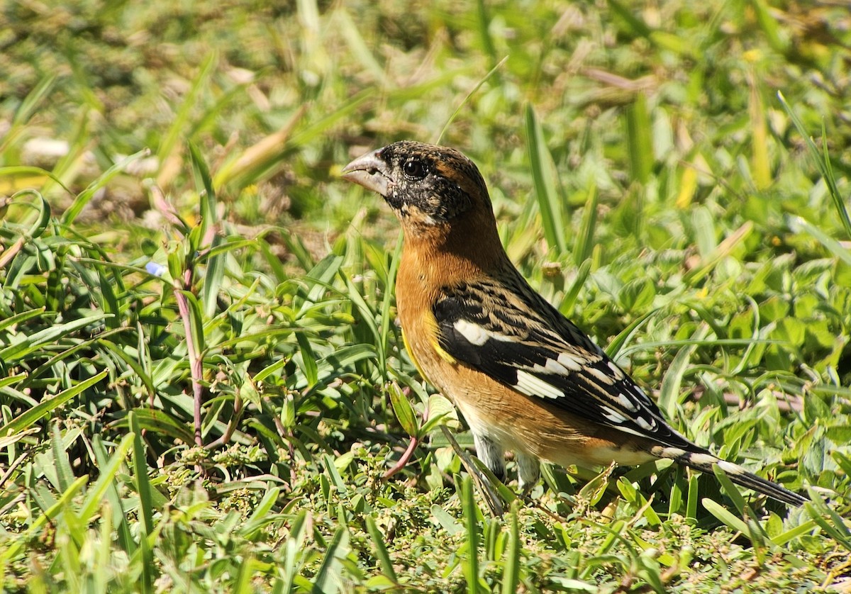 Black-headed Grosbeak - ML645058939