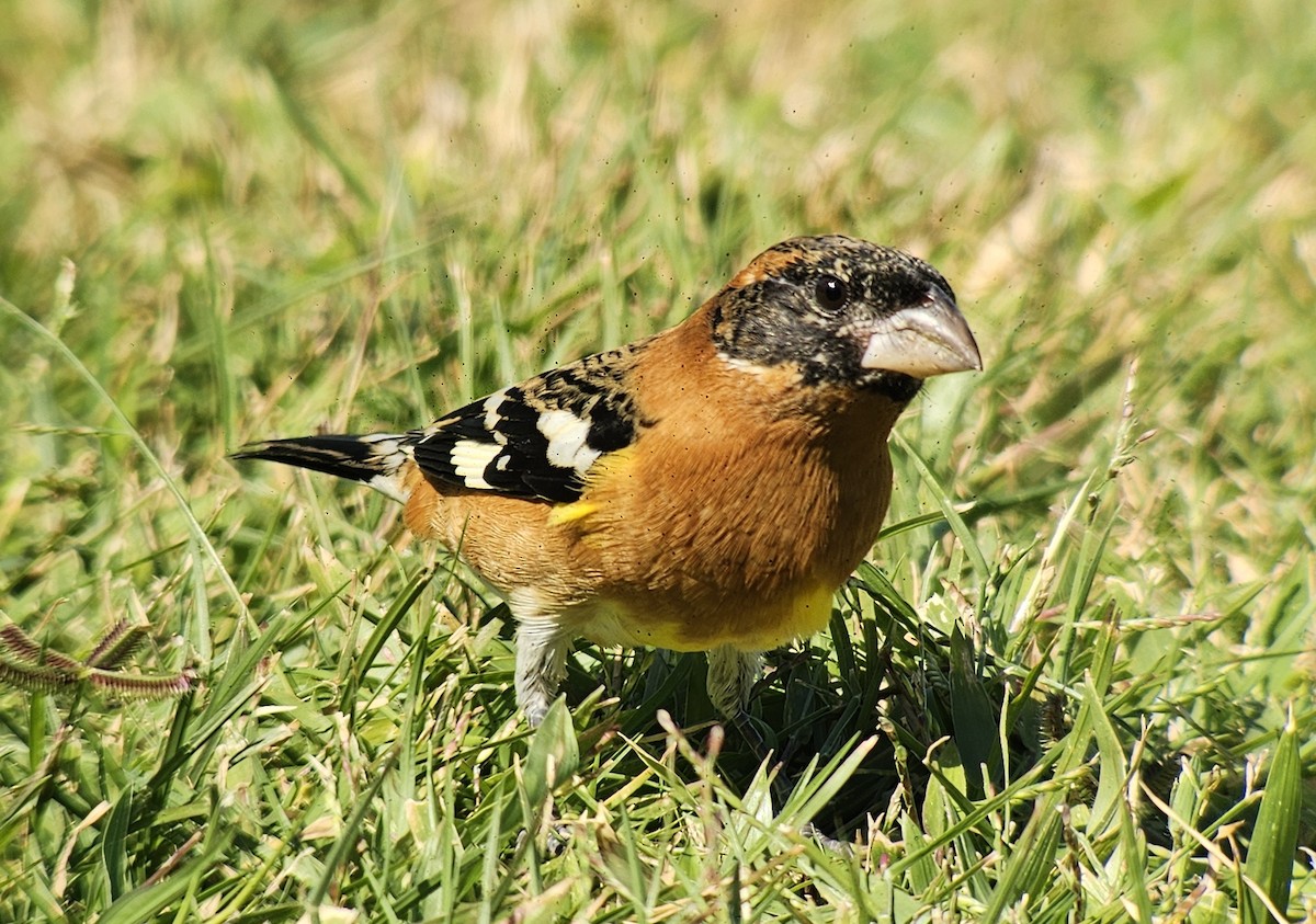 Black-headed Grosbeak - ML645058940