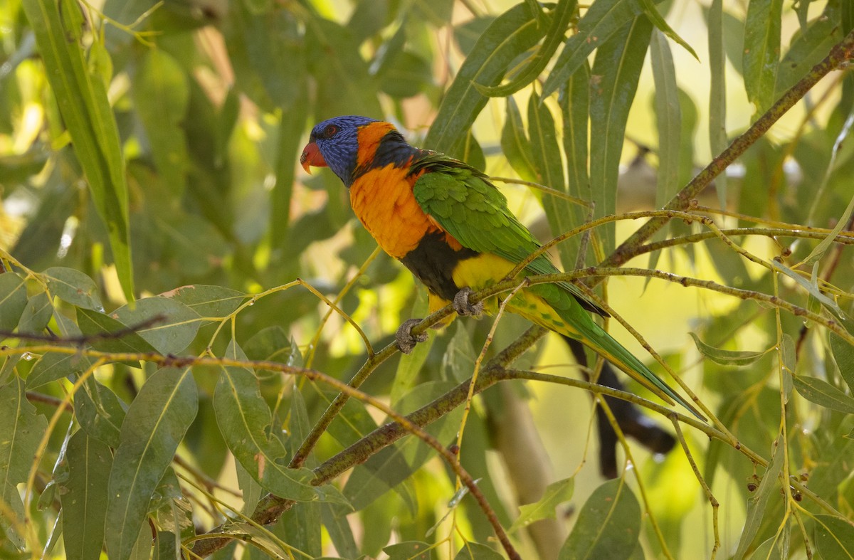 Red-collared Lorikeet - ML645058941