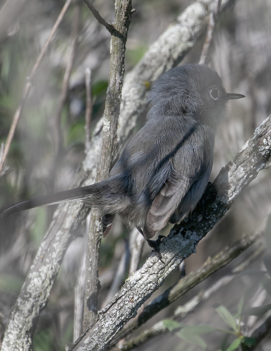 Калифорнийская комароловка - ML645058943