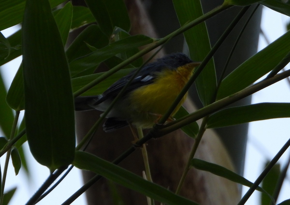 Тропическая древесница - ML645058945