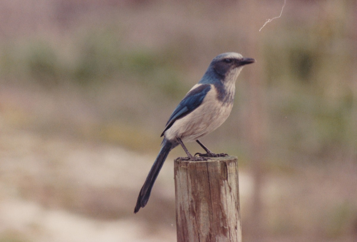 Florida Scrub-Jay - ML645058946