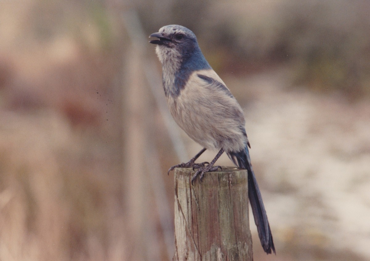 Florida Scrub-Jay - ML645058948