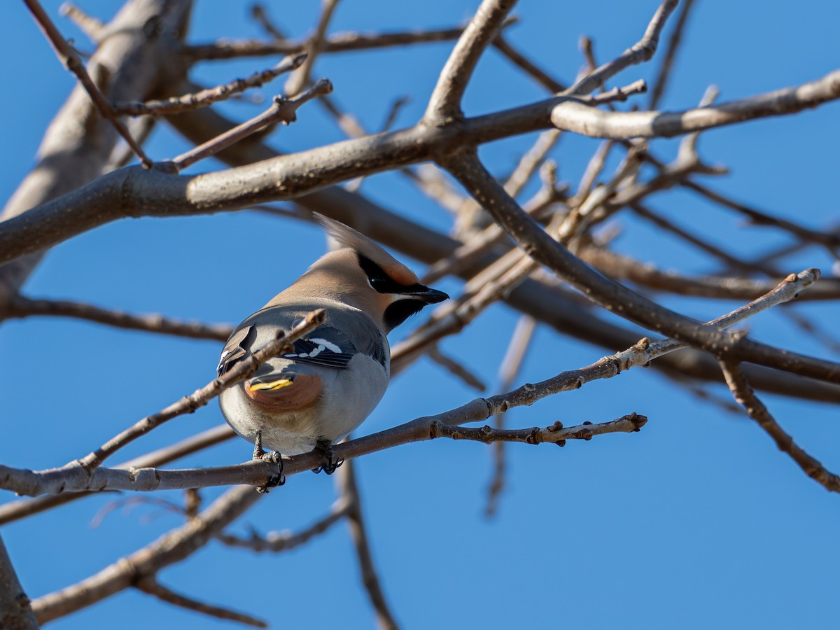 Свиристель - ML645058949
