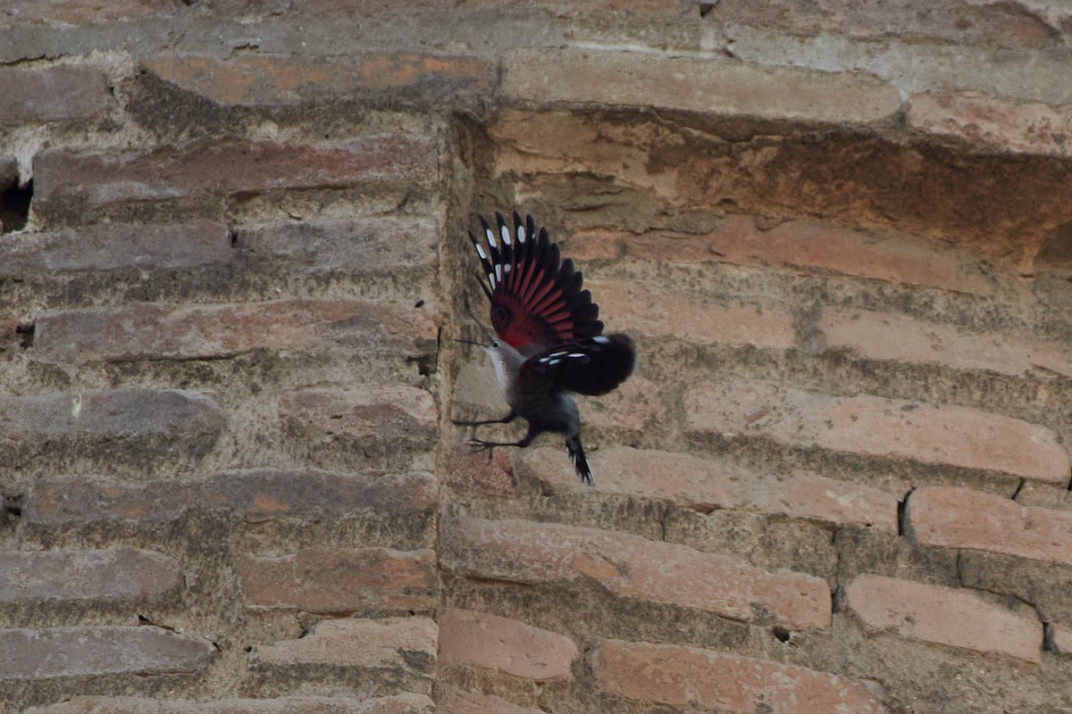 Стенолаз - ML645058952