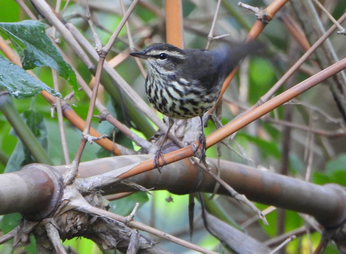 Речной певун - ML645058953