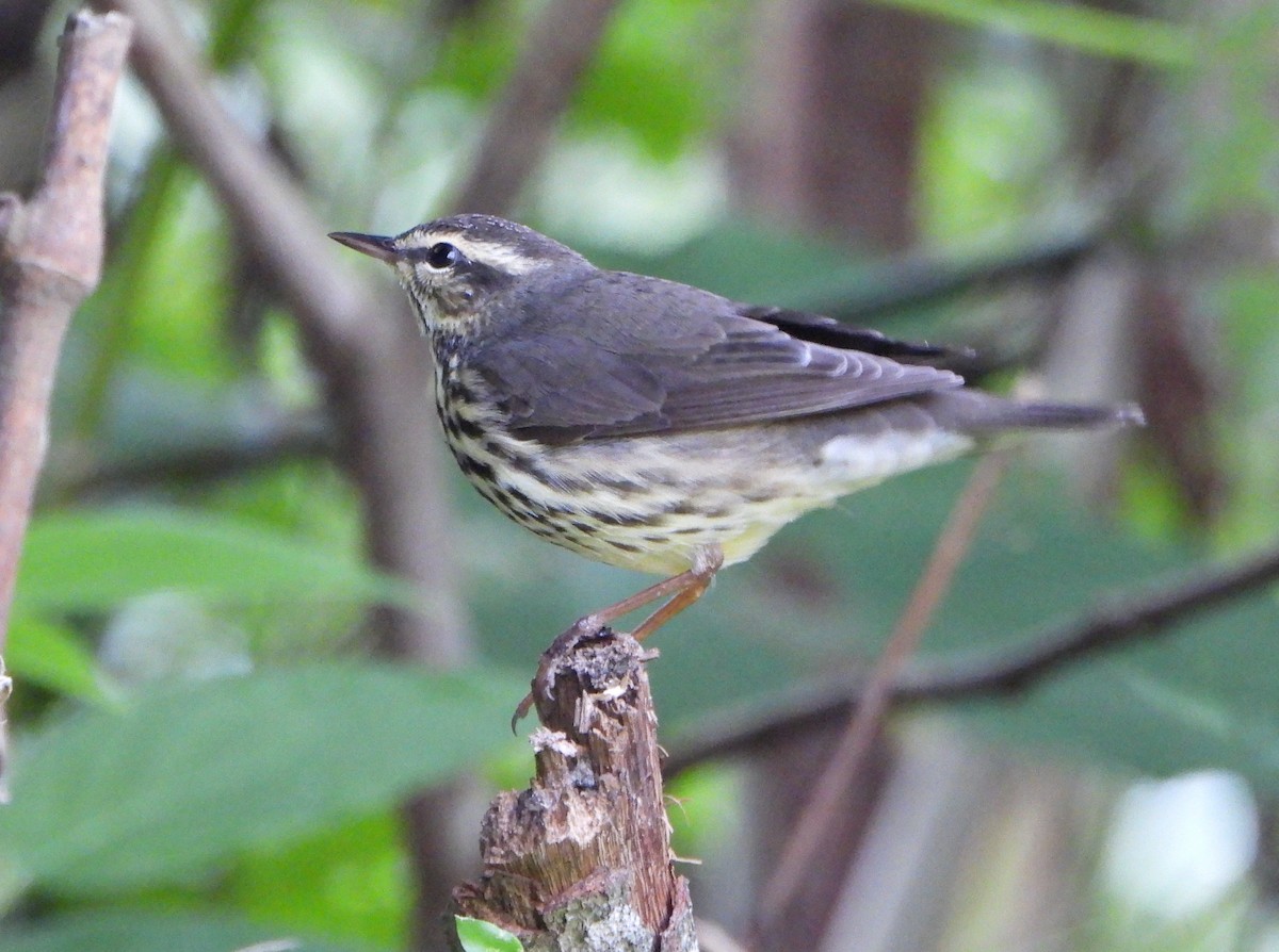 Речной певун - ML645058954