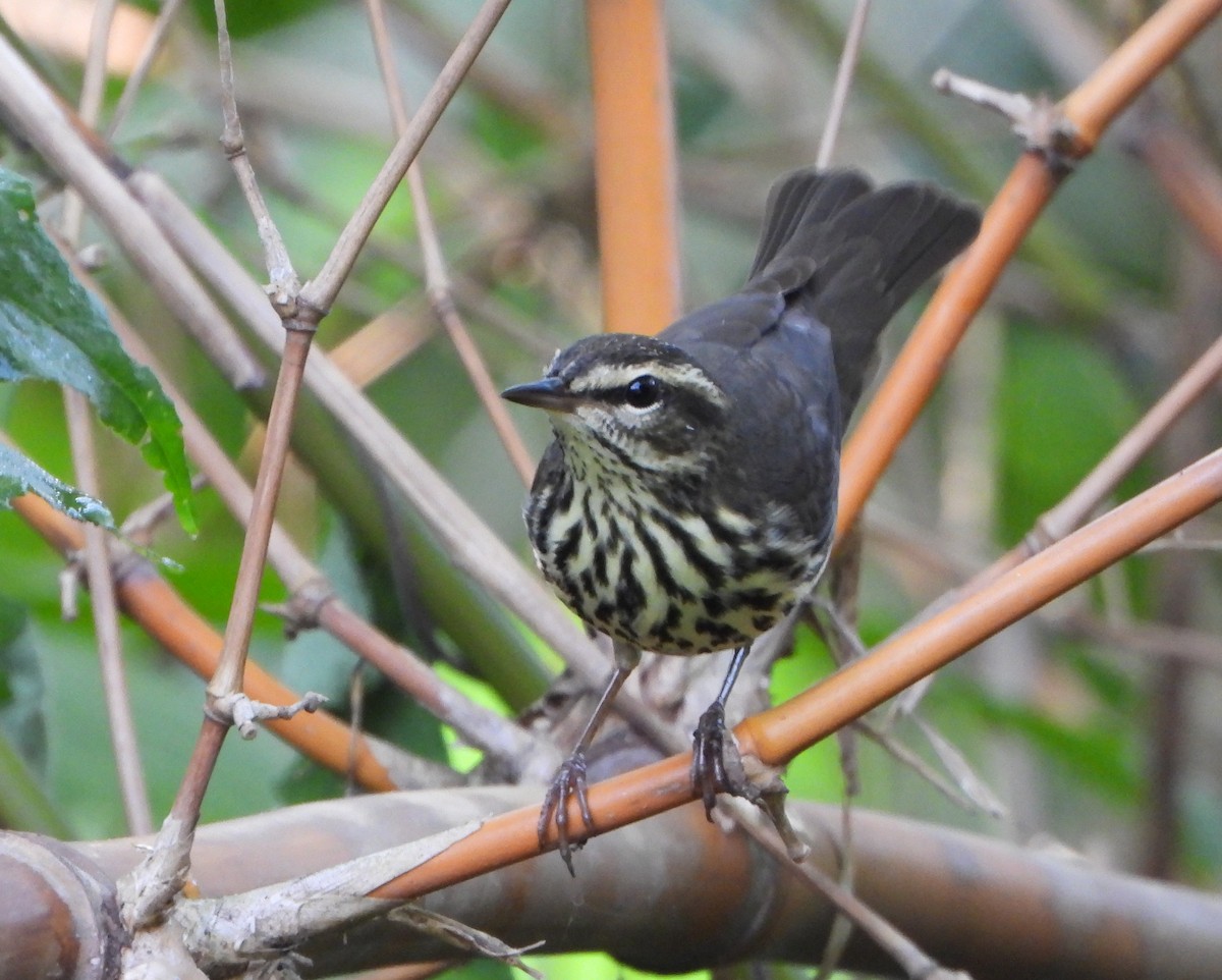 Речной певун - ML645058956